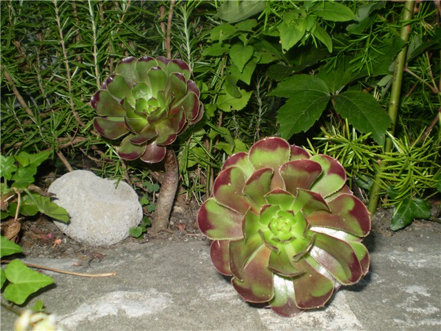 aeonium